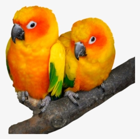 Parrot Dp For Whatsapp, HD Png Download, Free Download