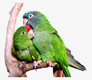 Kiss Hug Love Birds, HD Png Download, Free Download