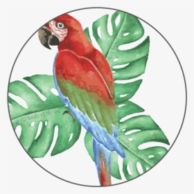 Mug With Tropical Bird"  Class= - Macaw, HD Png Download, Free Download