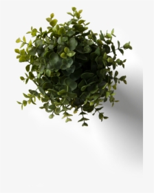 Flower Plant Top View Png With Flower Plant Top View - Rebranding Romania, Transparent Png, Free Download