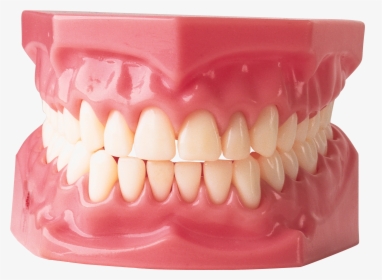 Zombie Teeth Png - Many Teeth Do Adults Have, Transparent Png, Free Download