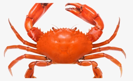 Crab Png Free Pic - Animals That Has 8 Legs, Transparent Png, Free Download