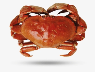 Dungeness Crab - Crab, HD Png Download, Free Download