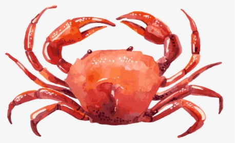 Crab Illustration, HD Png Download, Free Download