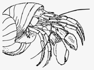 Hermit Crab Clipart Red Crab - Hermit Crabs Colouring Pages, HD Png Download, Free Download