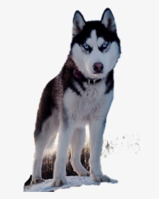 Хаски Freetoedit - Dogs Vertical, HD Png Download, Free Download