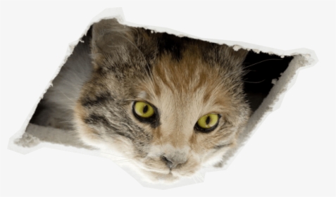 Oh No, Ceiling Cat Ate This Page - Ceiling Cat Franco Mattes, HD Png Download, Free Download