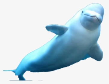 #beluga - Beluga Whale, HD Png Download, Free Download