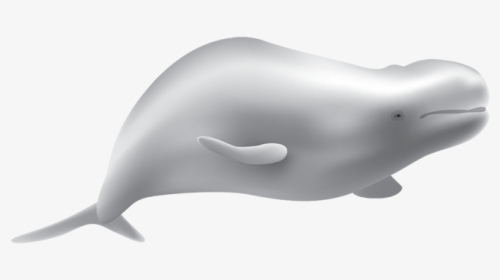 Beluga Whale, HD Png Download, Free Download