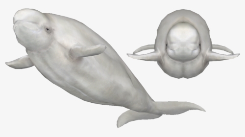 Beluga En Png, Transparent Png, Free Download