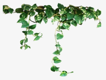 Ivy Clipart Pumpkin Vine , Png Download - Aesthetic Plants Transparent, Png Download, Free Download