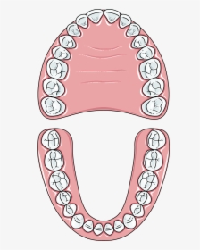 Teeth Clip Permanent - Permanent Teeth Image Clipart, HD Png Download, Free Download