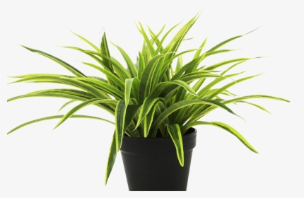 Mondo-grass - Dracena Plant, HD Png Download, Free Download