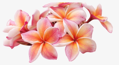 Frangipani, HD Png Download, Free Download