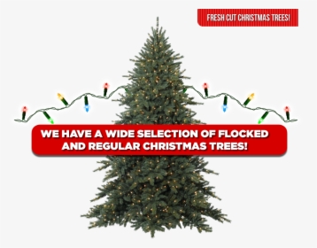 Christmas Trees - Balsam Christmas Tree Png, Transparent Png, Free Download