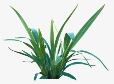 Liriope Png, Transparent Png, Free Download