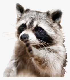 Racoon Sticker , Png Download - Racoon Backpack, Transparent Png, Free Download