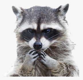 Raccoon Png Clipart Background - Disappointed Raccoon, Transparent Png, Free Download
