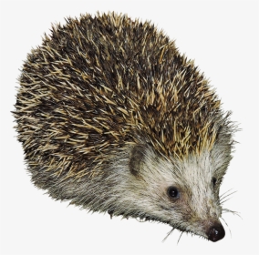 ­cut-out Hedgehog Transparent Background, HD Png Download, Free Download