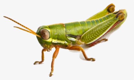 Grasshopper Png Image - Transparent Grasshopper Png, Png Download, Free Download