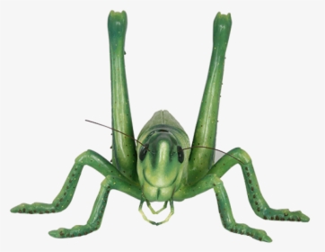Grasshopper Png Image - Portable Network Graphics, Transparent Png, Free Download