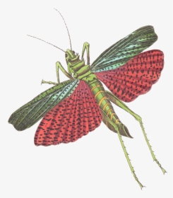 Grasshopper Flying Png, Transparent Png, Free Download