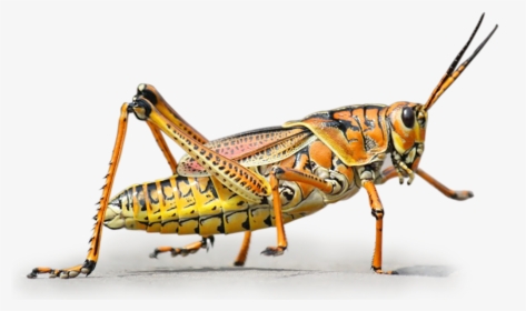 Grasshopper Clipart Grillo - Grasshopper Hd, HD Png Download, Free Download