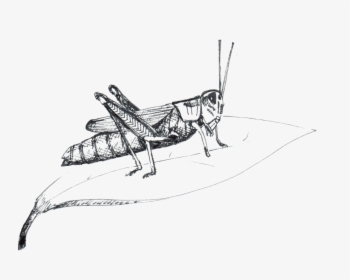 Grasshopper, HD Png Download, Free Download