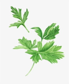 #parsley - Parsley Painting, HD Png Download, Free Download