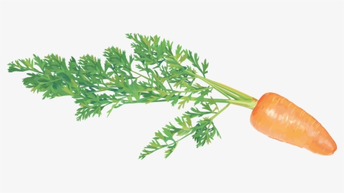 Clip Art Vegetables, HD Png Download, Free Download