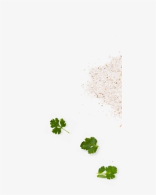 Background Aesthetic Has No Informational Purpose - Parsley, HD Png Download, Free Download