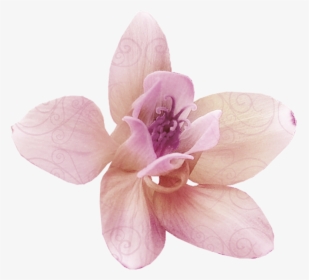 Real Flower Png, Transparent Png, Free Download