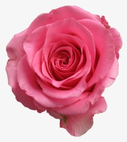 Dark Pink Rose Flower, HD Png Download, Free Download