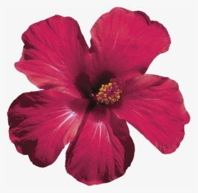 Hibiscus Flower Png Transparent, Png Download, Free Download