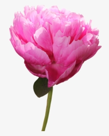 Peony Png Picture - Peony, Transparent Png, Free Download