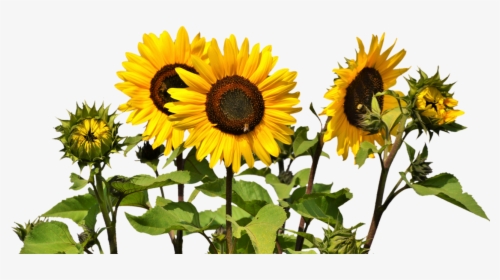 Sunflowers Png Image - Sunflower Field Transparent Background, Png Download, Free Download