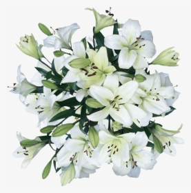 White Lilies Asiatic Lily Flowers Cheap Real Flowers - Bouquet, HD Png Download, Free Download