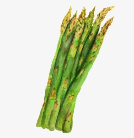 Asparagus, HD Png Download, Free Download