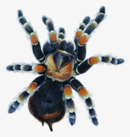 Tarantula Drawing, HD Png Download, Free Download