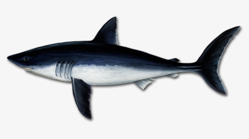 Great White Shark Tiger Shark Mackerel Sharks Porbeagle - Arbeitsblatt Homologie Analogie Und Konvergenz, HD Png Download, Free Download