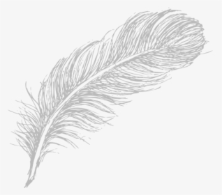 Free Png Download Feather Drawing Png Images Background - Feather Drawing Transparent Background, Png Download, Free Download