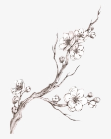 Cherry Blossom Tattoo Drawing - Cherry Blossom Branch Sketch, HD Png Download, Free Download