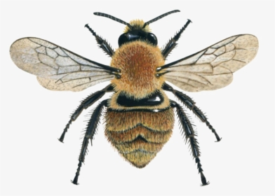 Bee Png Image File - Common Carder Bee Wings, Transparent Png, Free Download