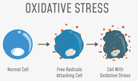 Oxidative Stress, HD Png Download, Free Download