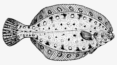 Visual Arts,fish,flatfish - Flounder Black And White, HD Png Download, Free Download