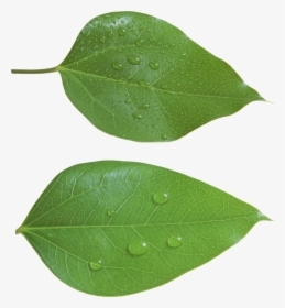 Green Leaves Png Image - Leaf Png, Transparent Png, Free Download