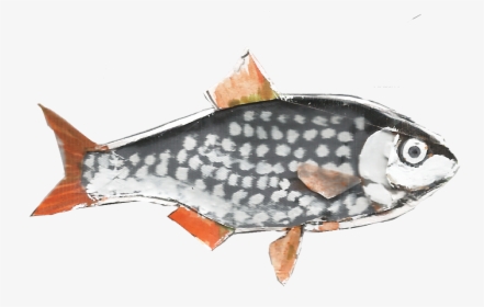 Slider Roach Rutilus Rutilus 1200px - Giant Carp, HD Png Download, Free Download