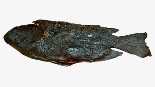 Gulf Flounder , Png Download - Fish Products, Transparent Png, Free Download