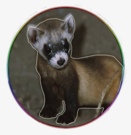 Support The Ferrets T-shirt - Black Footed Ferret, HD Png Download, Free Download