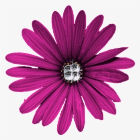 Purple Flower Png - Portable Network Graphics, Transparent Png, Free Download